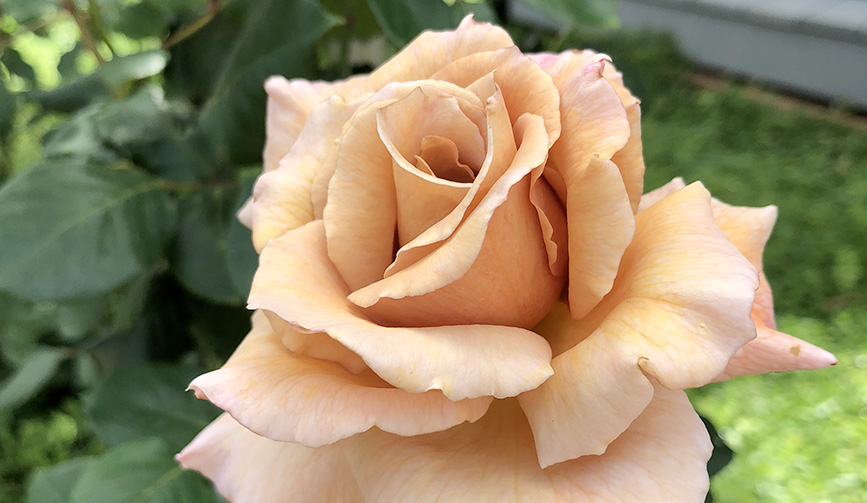 Rose In Garden